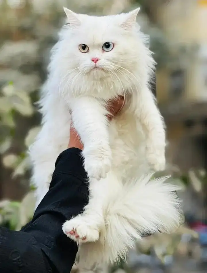 Persian Punch face triple coat cat — photo 2