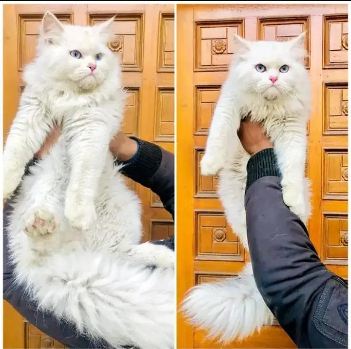 Persian Punch face triple coat cat — photo 3