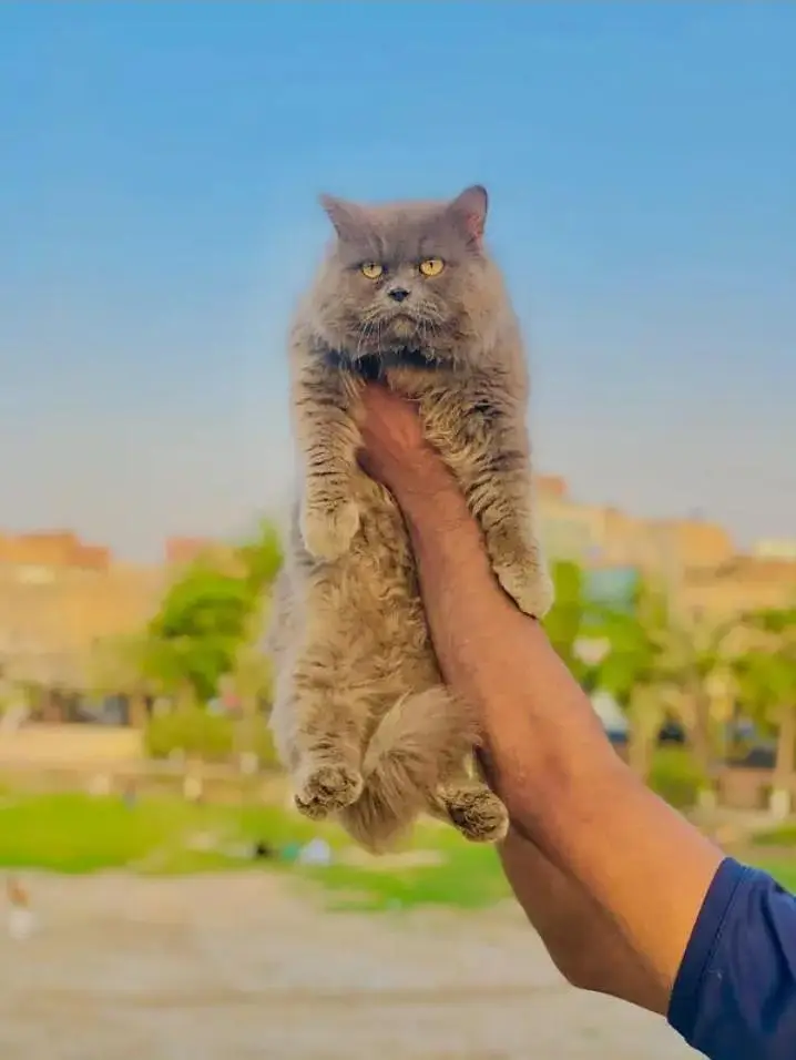 Persian Punch face triple coat cat — photo 11