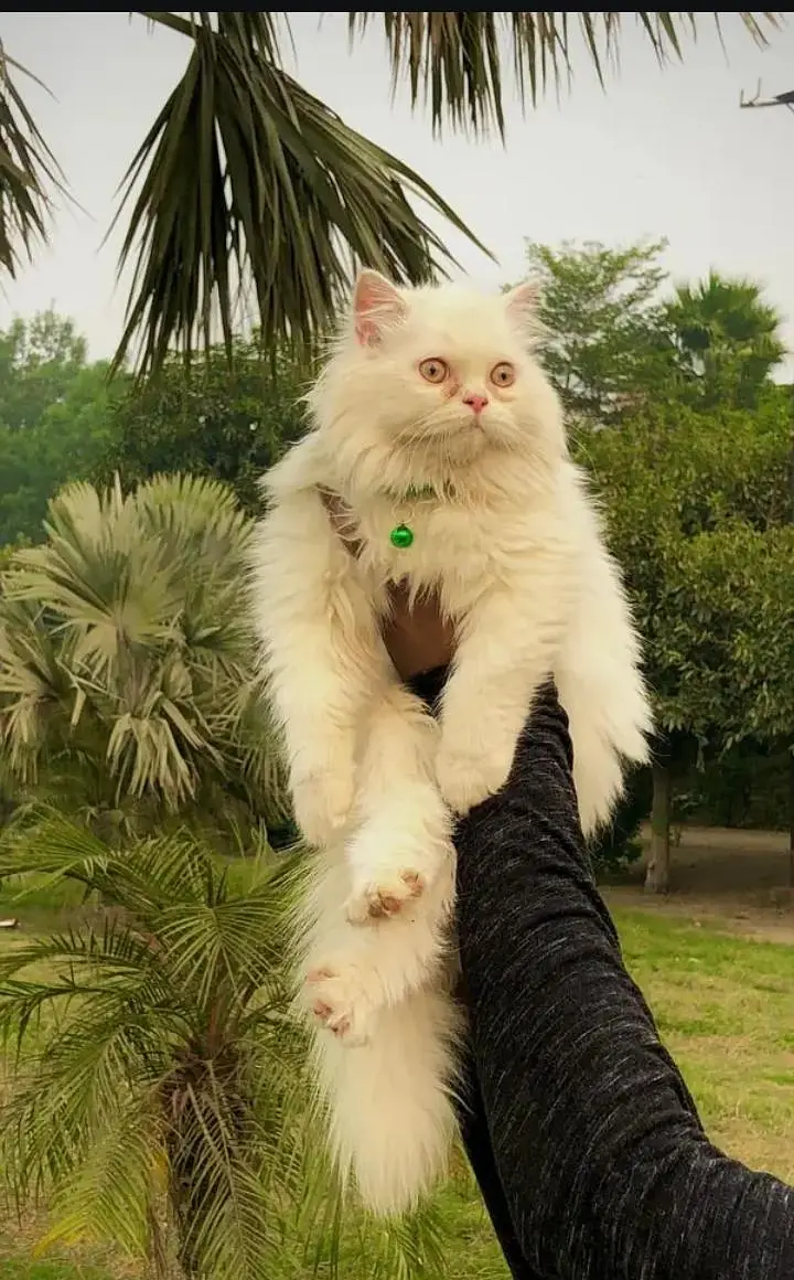 Persian Punch face triple coat cat — photo 9