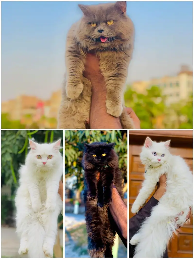 Persian Punch face triple coat cat — photo 12