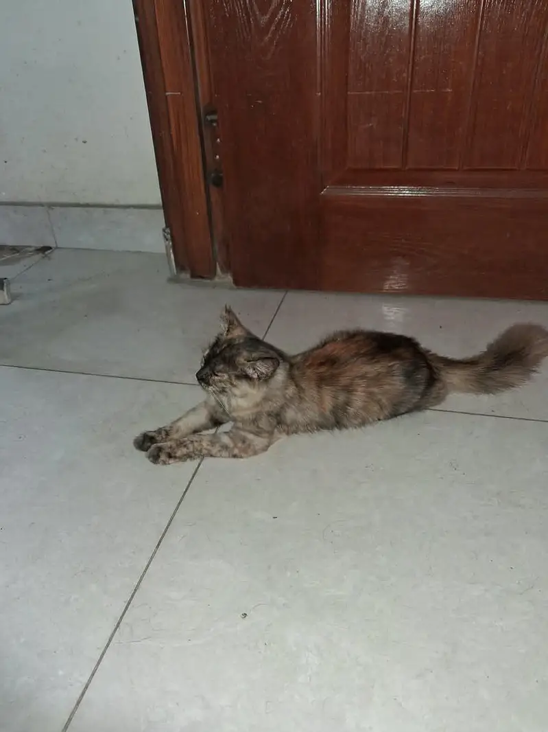 Persian Cat — photo 3