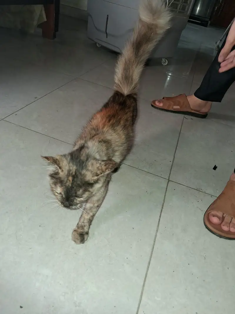 Persian Cat — photo 5