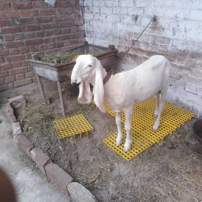 MashAllah kajla 03242394177