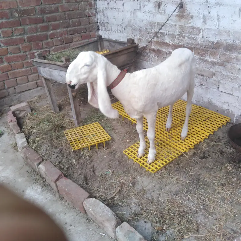 MashAllah kajla 03242394177 — photo 2