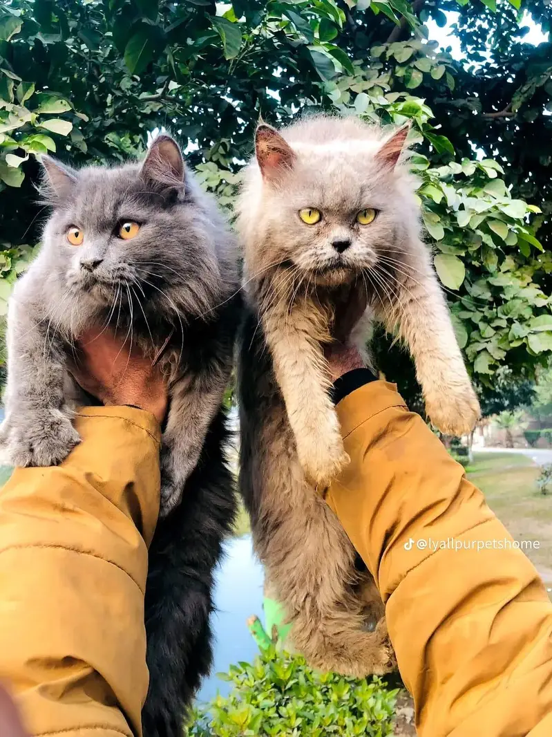 Persian Punch face triple coat cat Kitten — photo 2