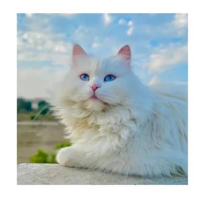 Persian Punch face triple coat cat Kitten