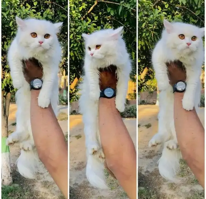 Persian Punch face triple coat cat Kitten — photo 6