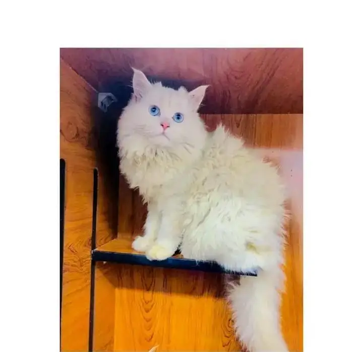 Persian Punch face triple coat cat Kitten — photo 7