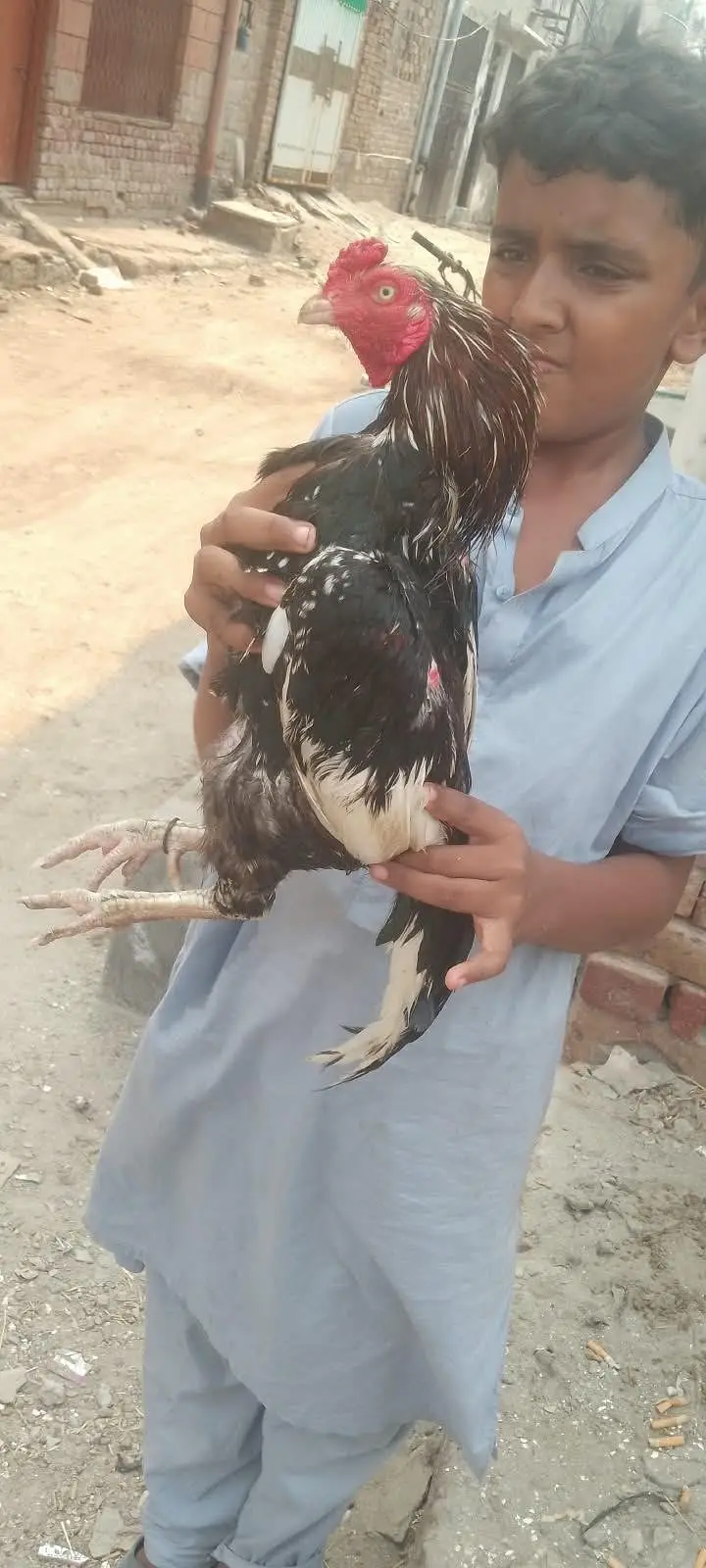 Amroha laalchena — photo 4