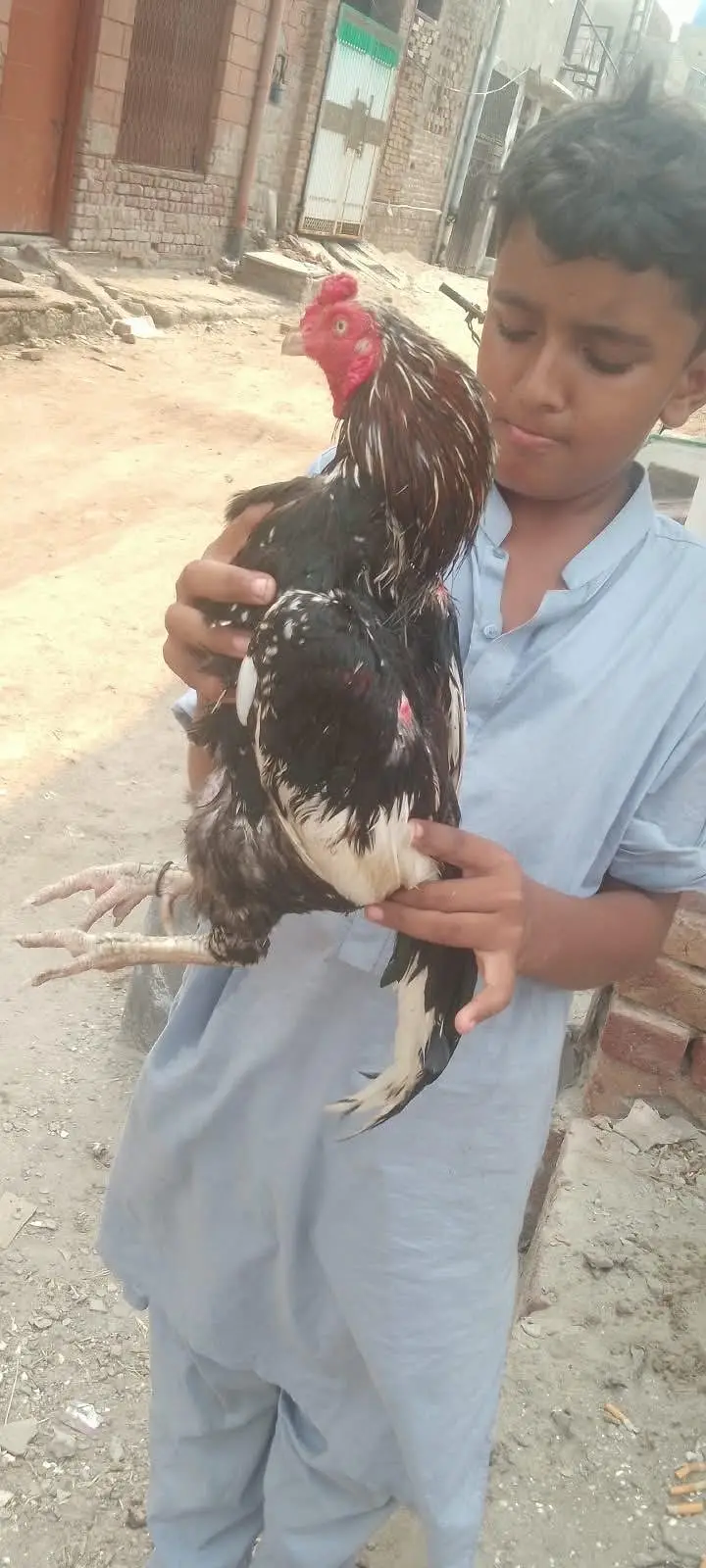 Amroha laalchena — photo 6