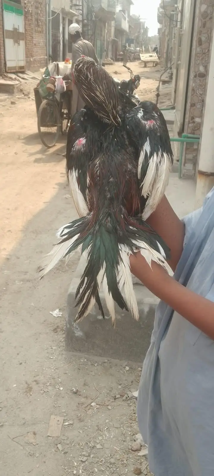 Amroha laalchena — photo 8