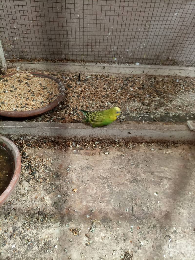 parrots 0