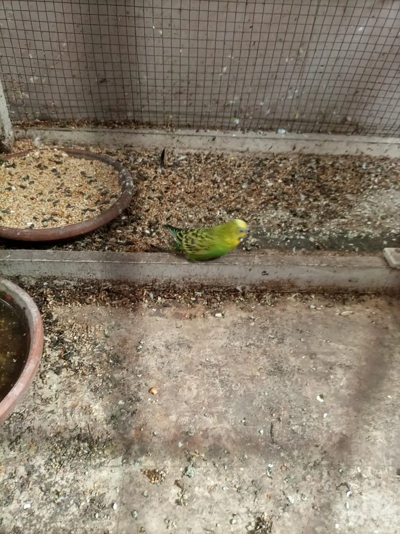parrots