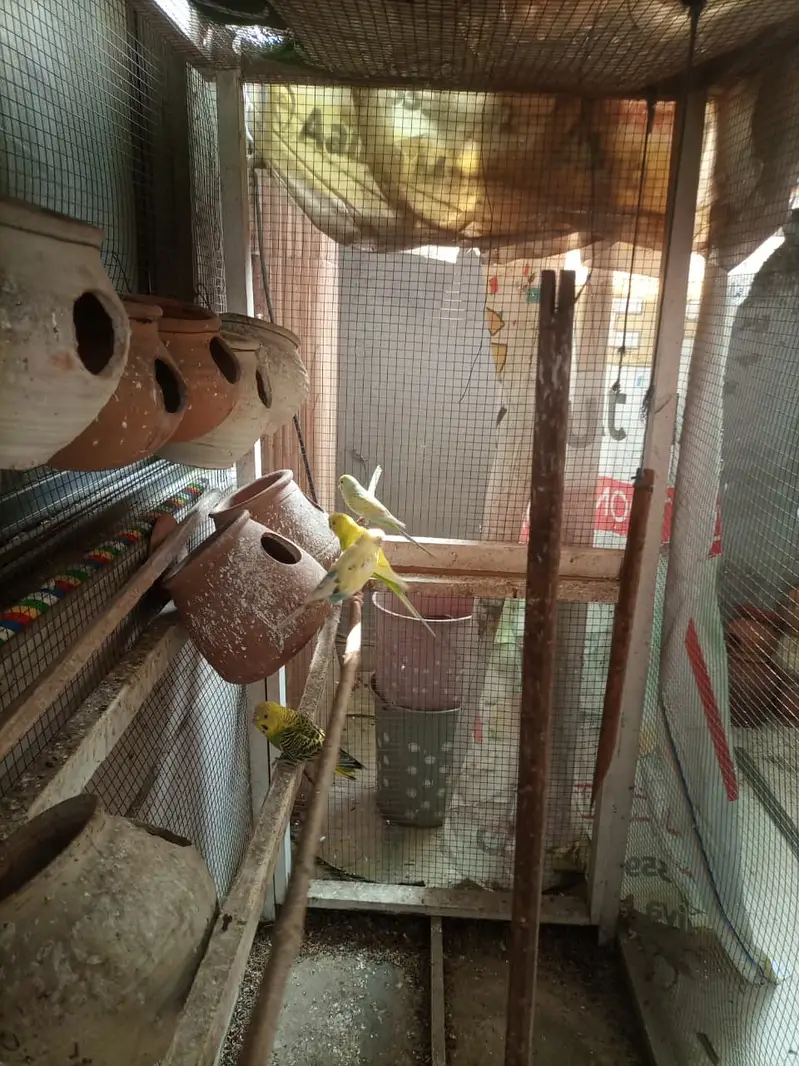 parrots — photo 2