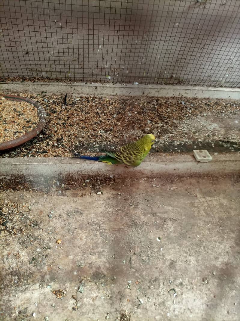 parrots 2