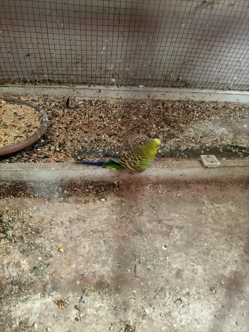 parrots — photo 3