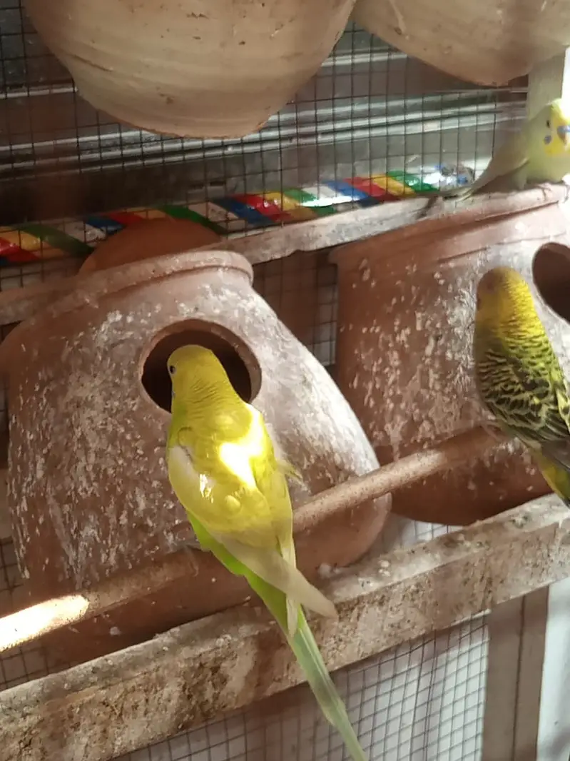 parrots — photo 4