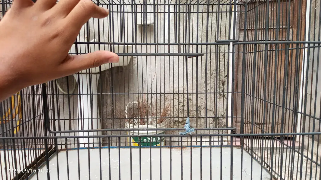 Iron Cage for hens,birds etc — photo 5