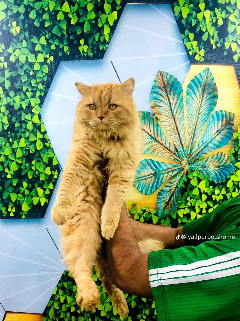 Persian Punch face triple coat cat Kitten — photo 12