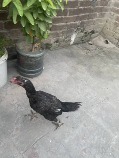 Pure Thai pakoya egg laying Abe kuruk Pa ha