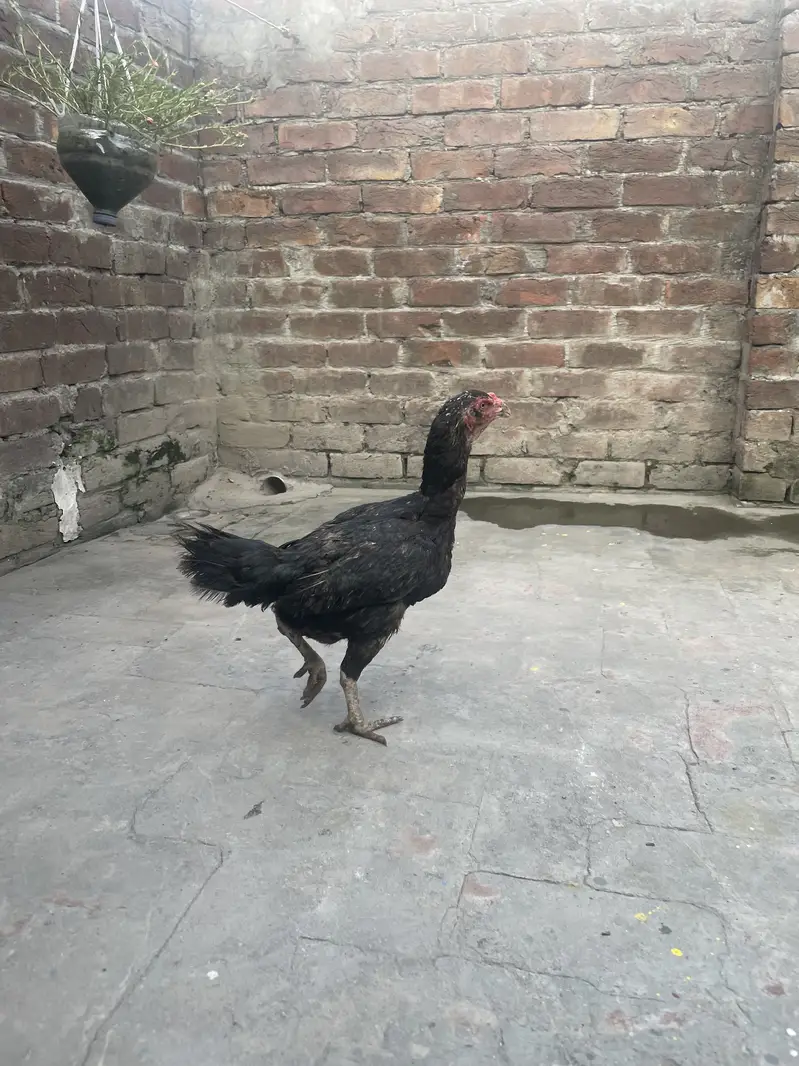 Pure Thai pakoya egg laying Abe kuruk Pa ha — photo 2