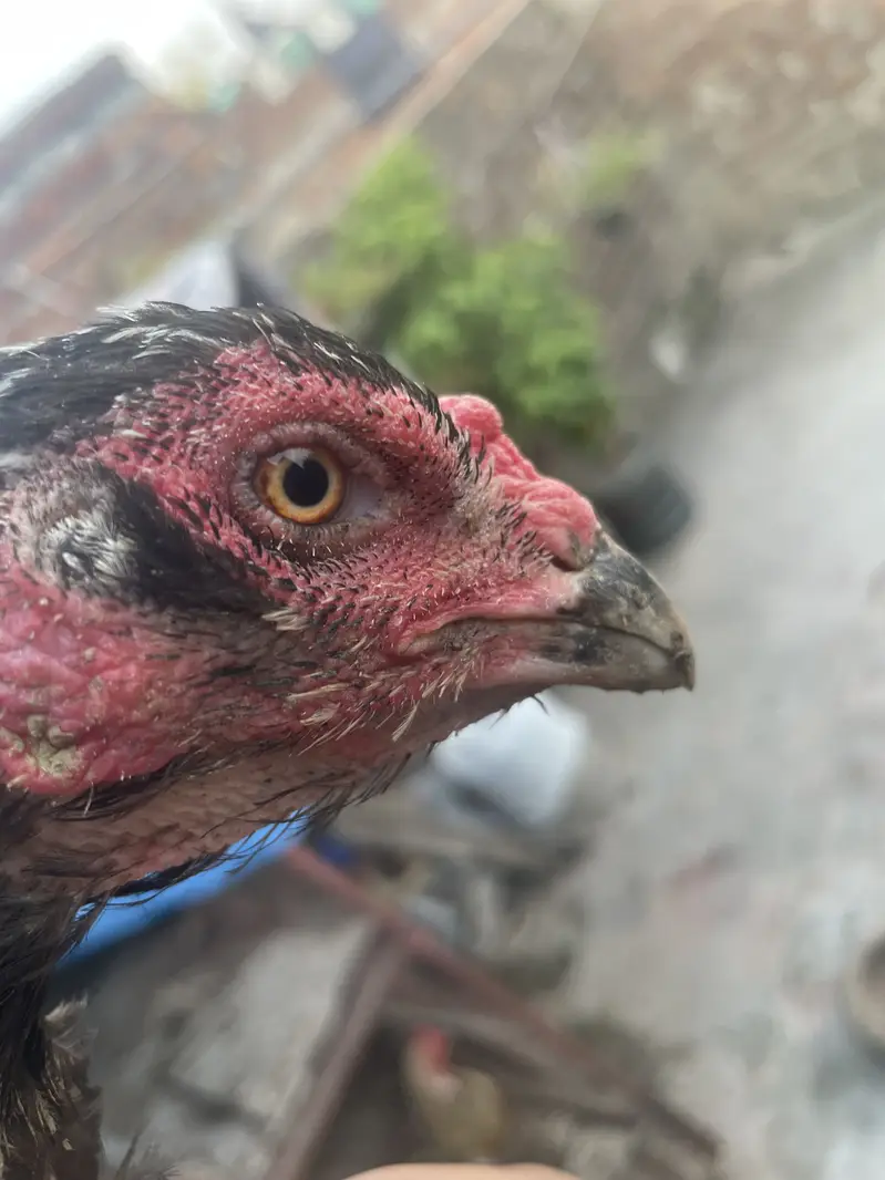 Pure Thai pakoya egg laying Abe kuruk Pa ha — photo 3