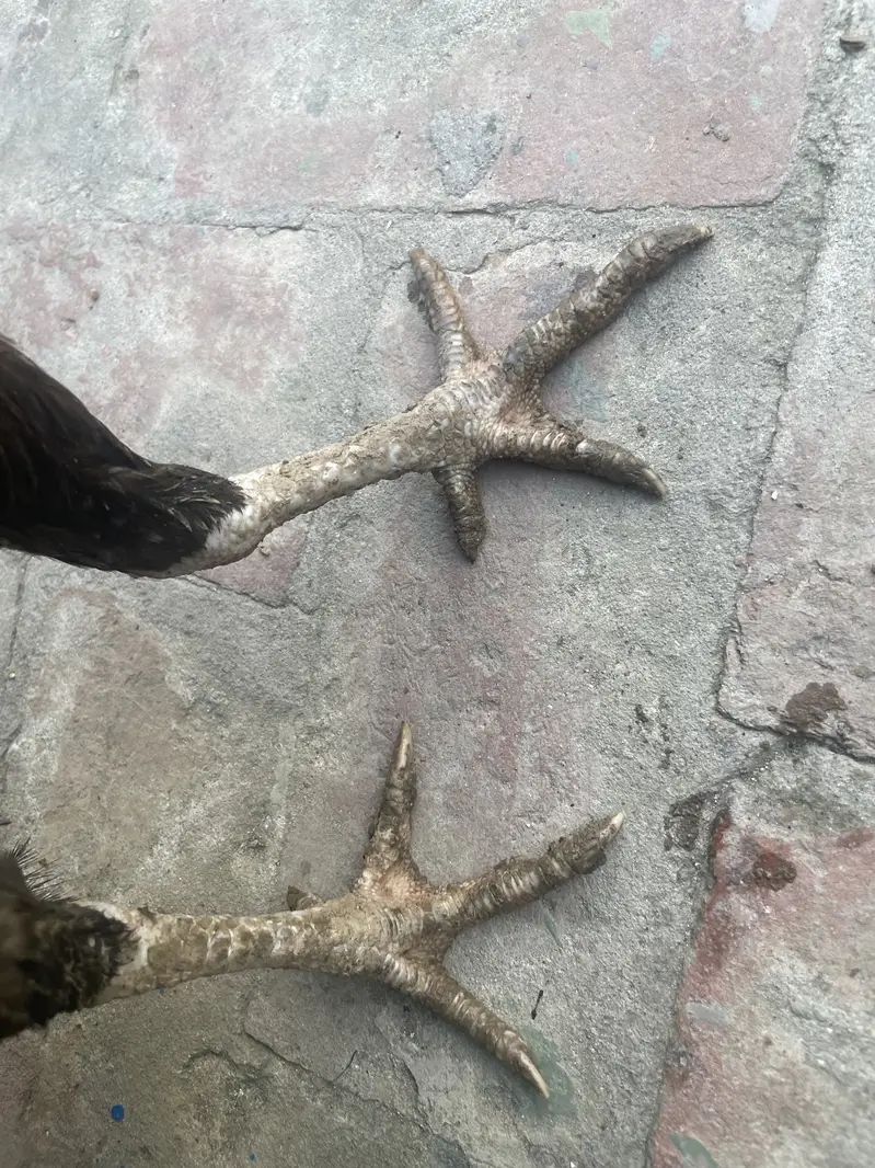 Pure Thai pakoya egg laying Abe kuruk Pa ha — photo 4