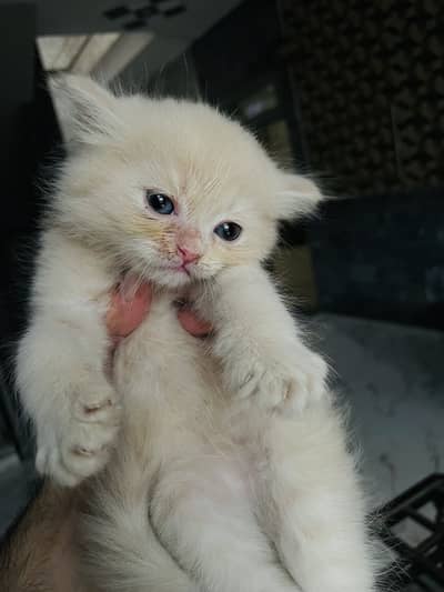 Kitten for sale