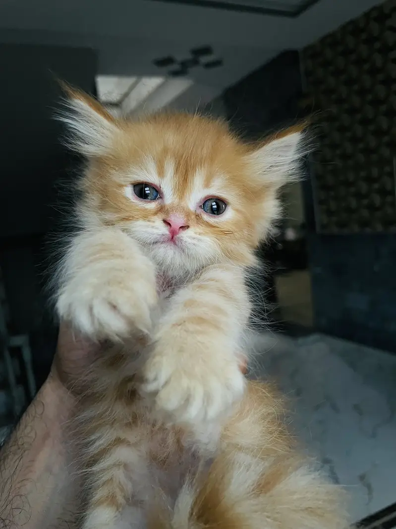 Kitten for sale — photo 2