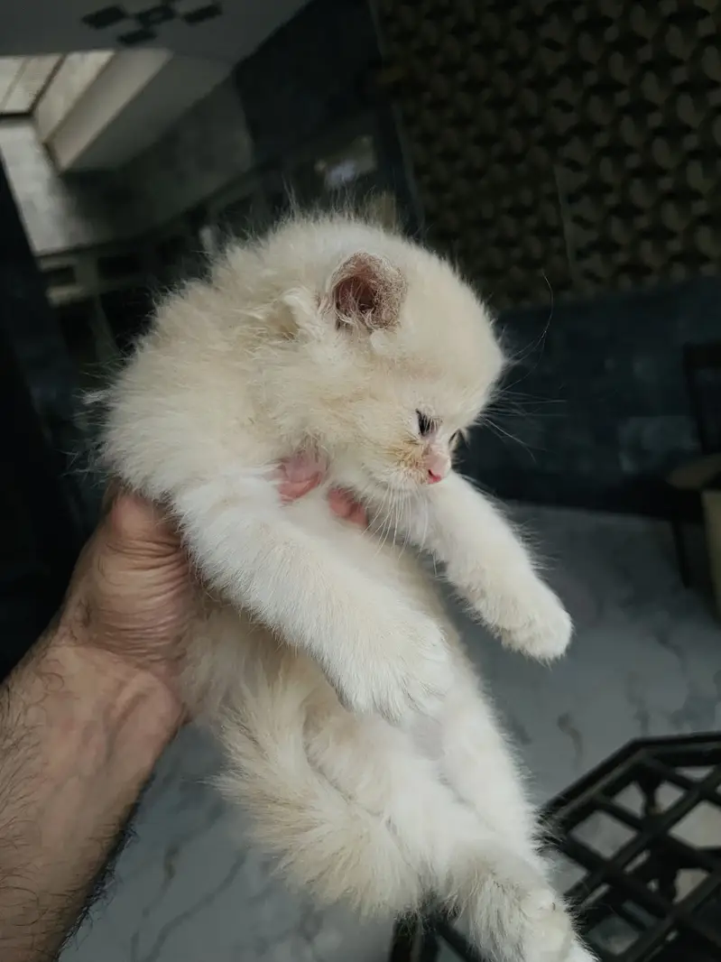 Kitten for sale — photo 3