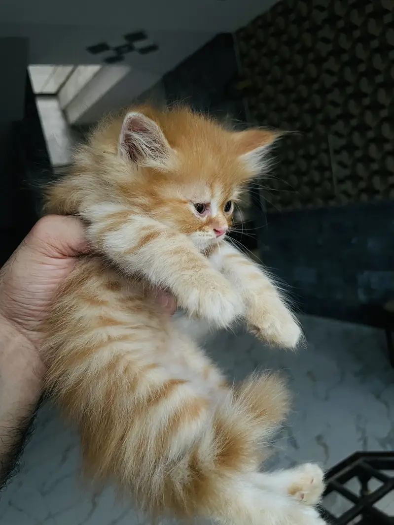 Kitten for sale — photo 4
