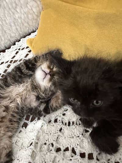Kittens for sale