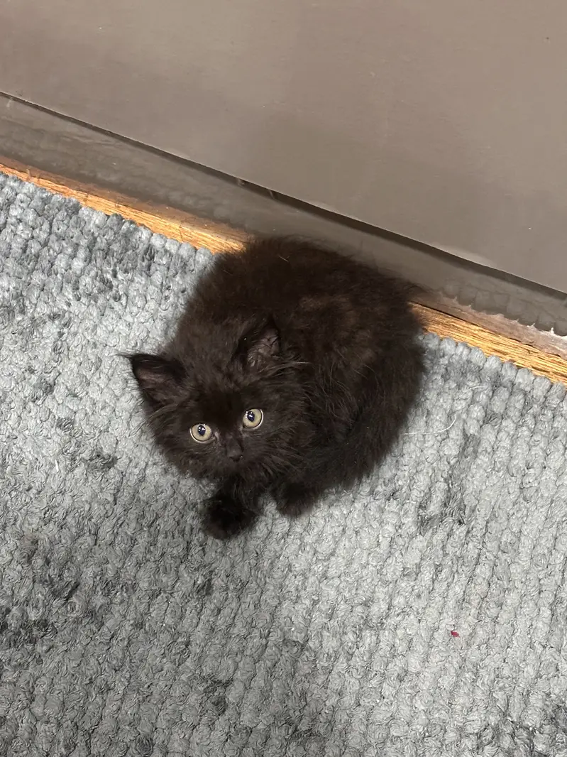 Kittens for sale — photo 2