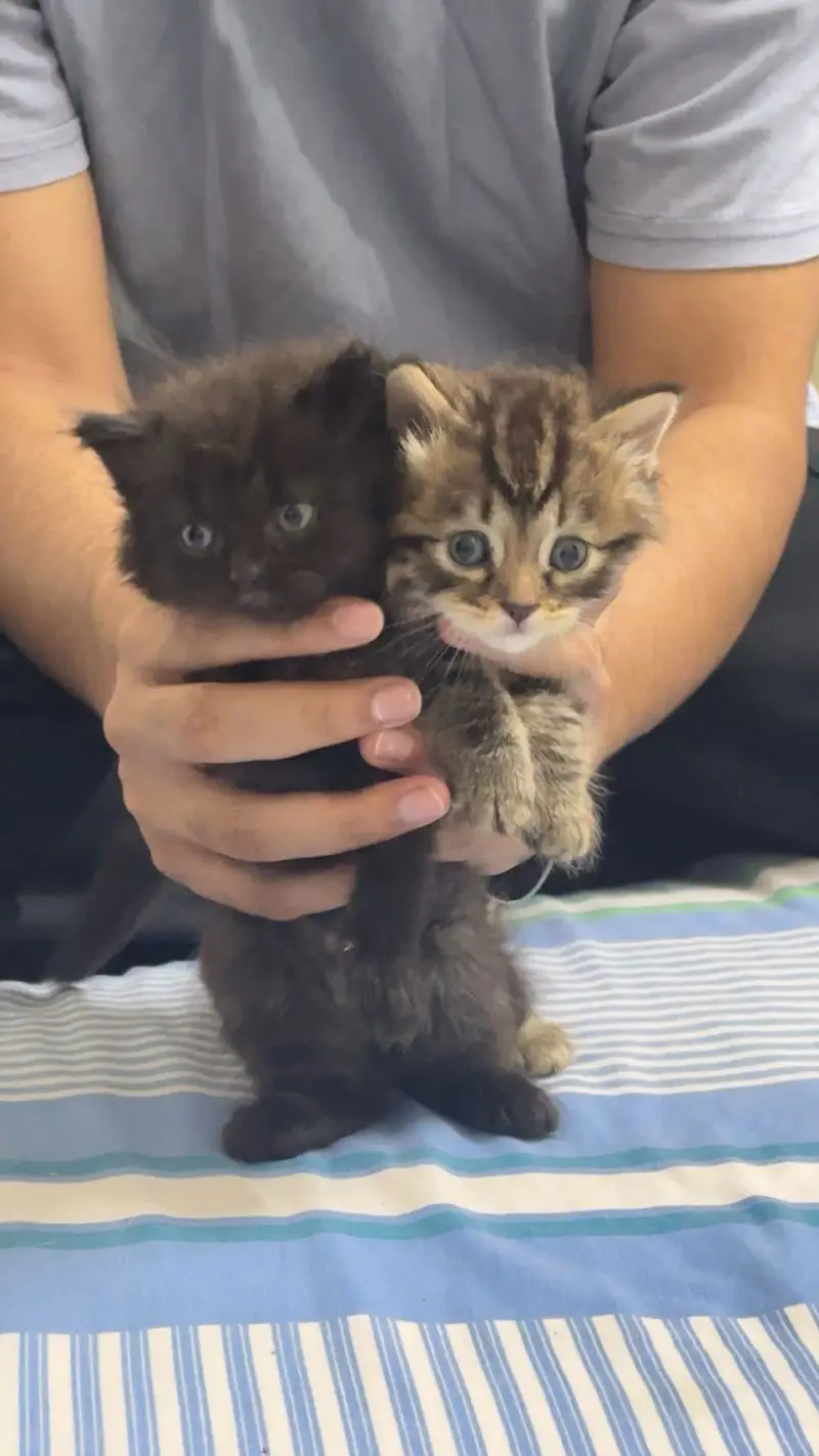 Kittens for sale — photo 3