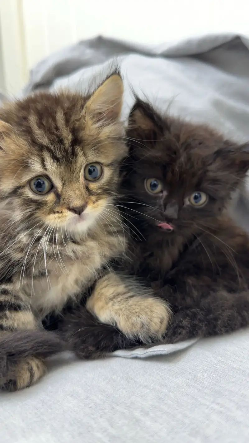 Kittens for sale — photo 4