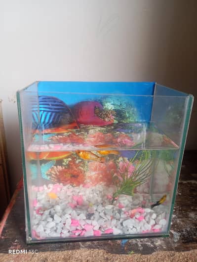 gold fish With small aquarium