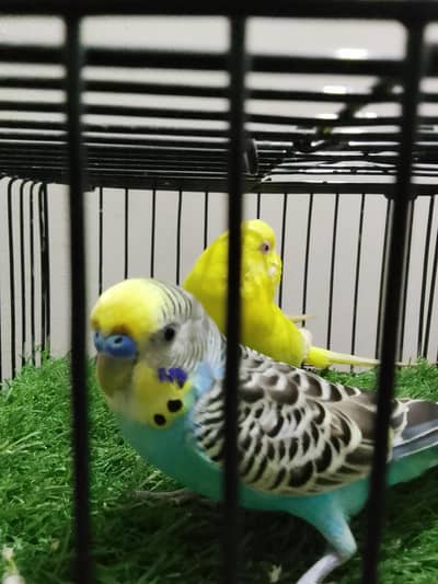 male bajri hain red eyes female hain yellow
