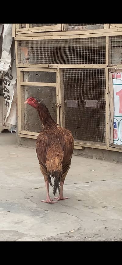Aseel Pakistani old blood female