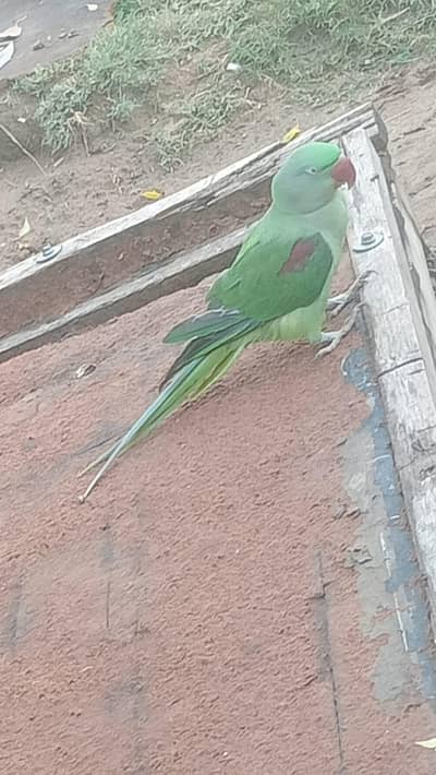 Macaw parrot