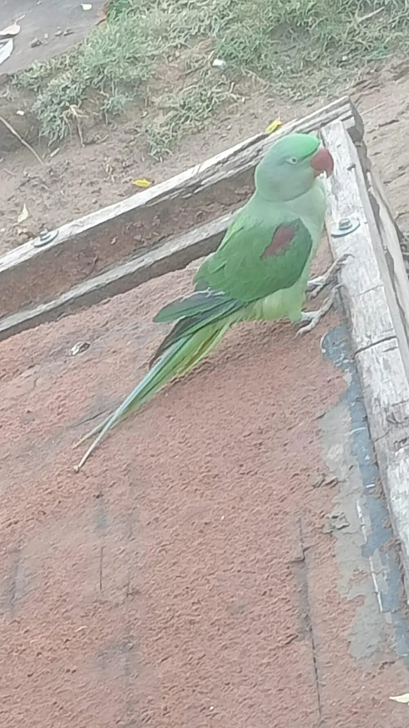 Macaw parrot
