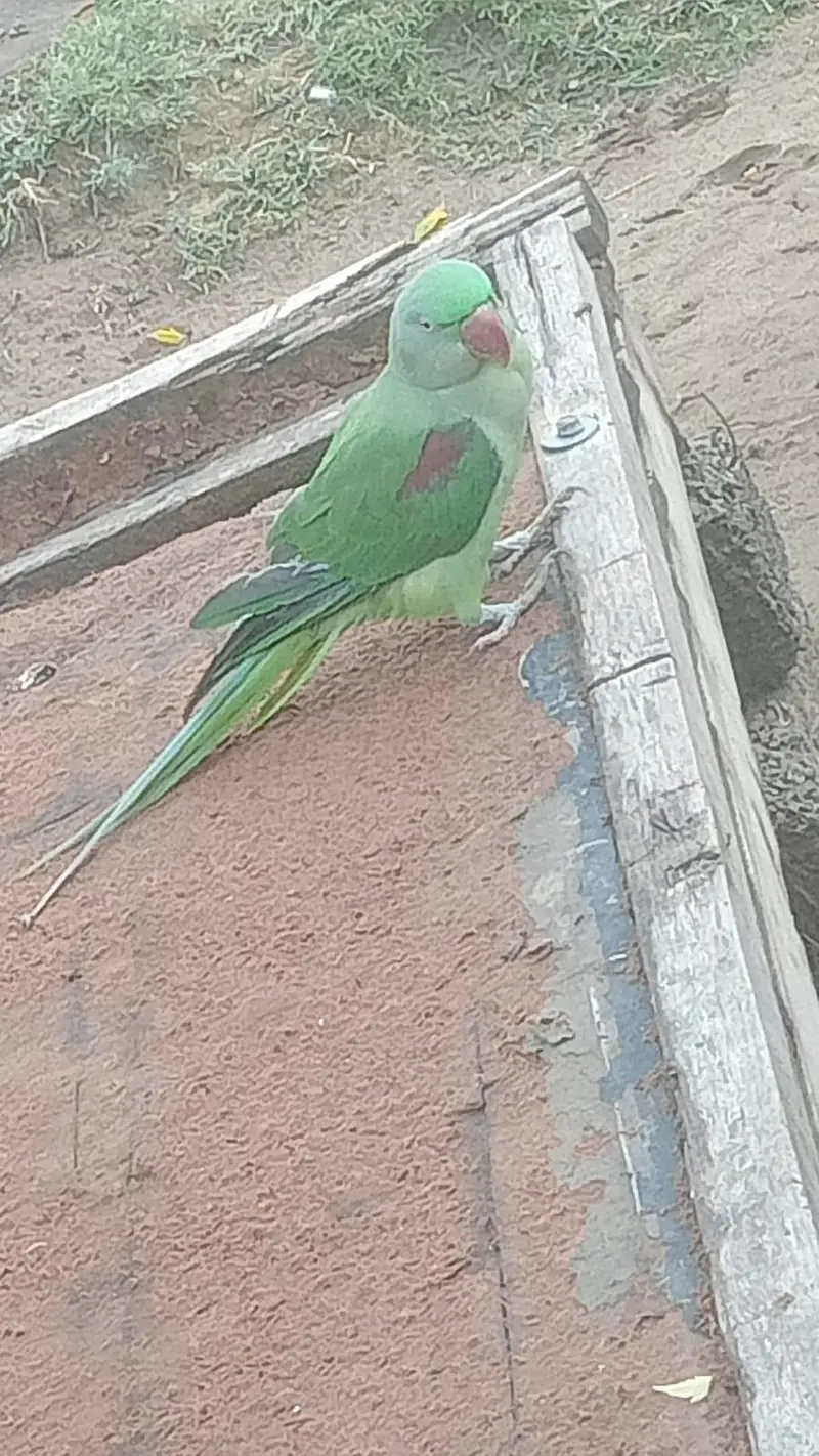 Macaw parrot — photo 2