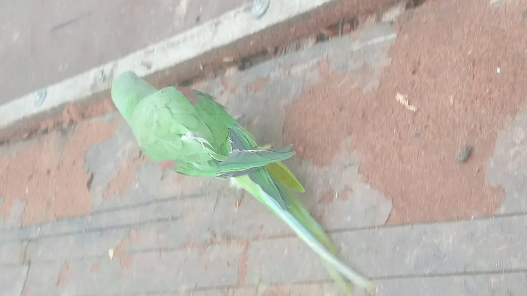 Macaw parrot — photo 3