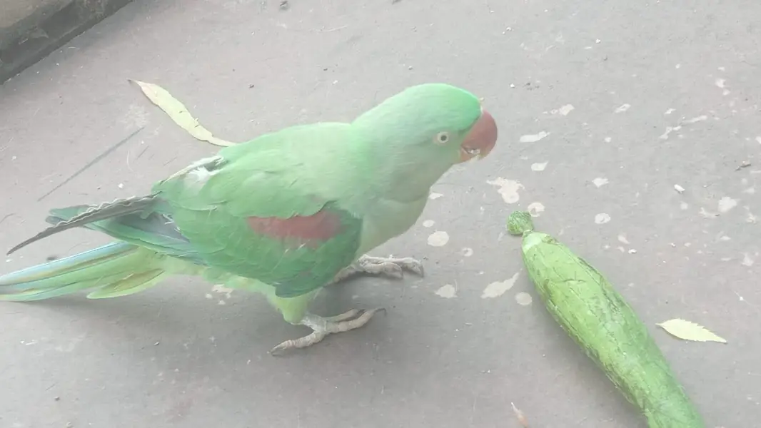 Macaw parrot — photo 4