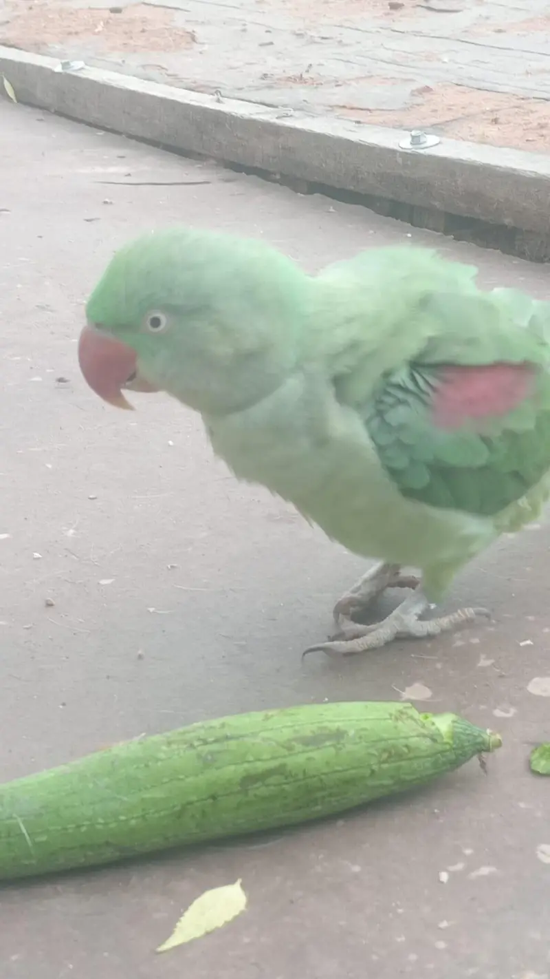 Macaw parrot — photo 5