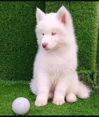husky puppy dog for sale contact number 03260536967