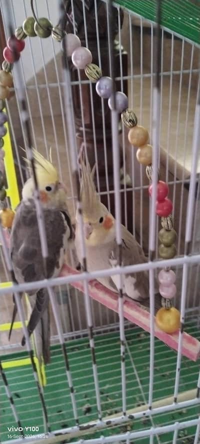 healthy cocktail with cage with decoration