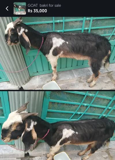 Bakri for sale urgent