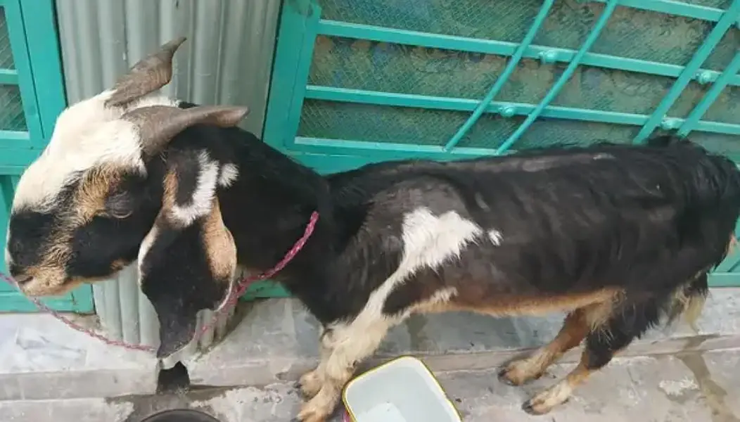 Bakri for sale urgent — photo 2