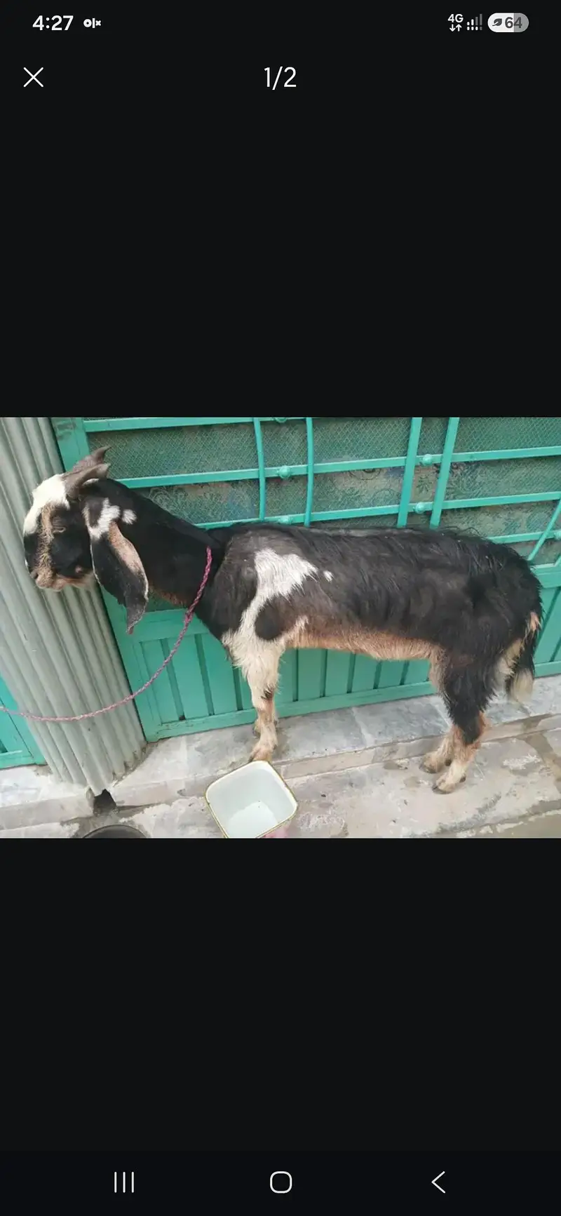 Bakri for sale urgent — photo 3
